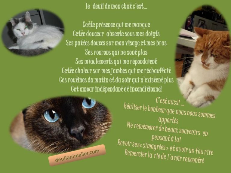 Anne et ce qui en découle - Page 4 Citation-deuil-de-mon-chat-deuil-animalier-lynne-pion-768x576