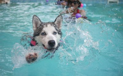 Les sports nautiques avec votre chien, attention à la noyade