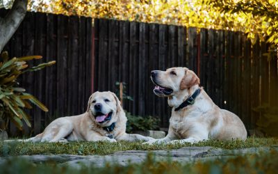 REBONDIR APRÈS LA PERTE D’UN ANIMAL DE COMPAGNIE :  DES QUESTIONS CLÉS POUR SURMONTER UN DEUIL ANIMALIER